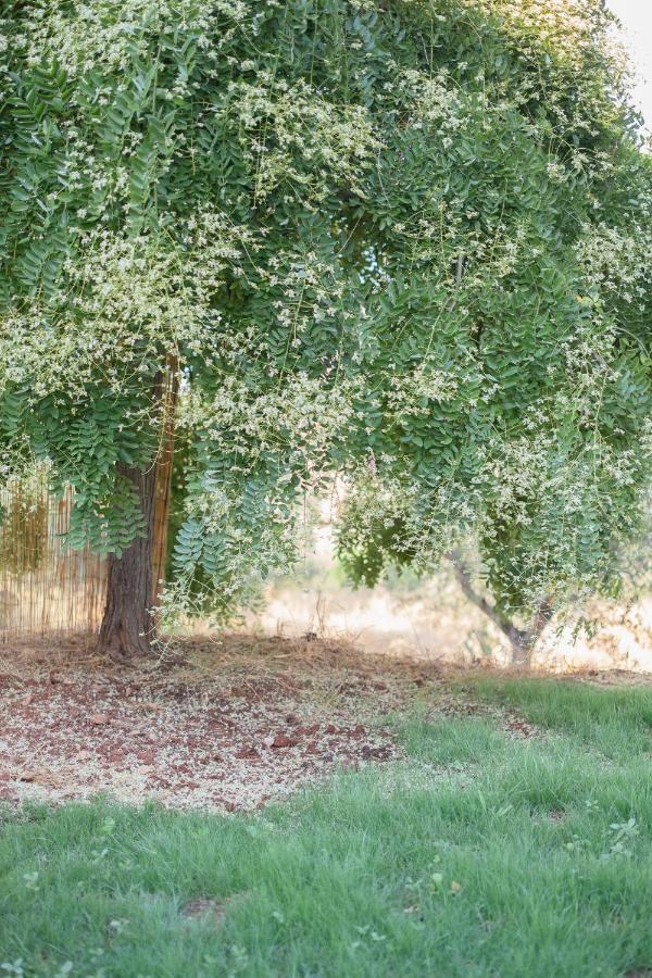 Agriturismo I Grappoli ألبيريزي المظهر الخارجي الصورة